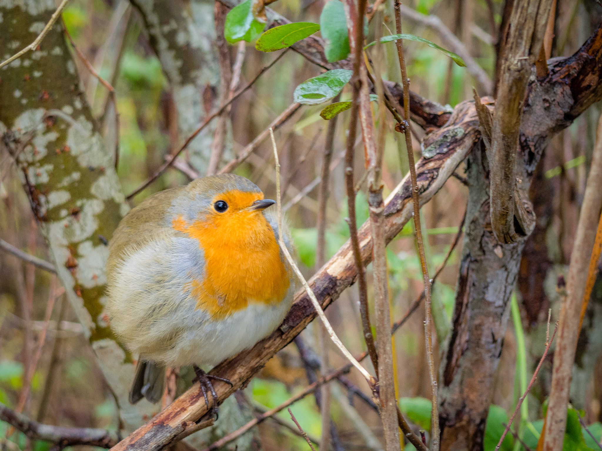 Olympus M.Zuiko Digital 14-42mm F3.5-5.6 II R sample photo. Redbreast, scotland photography