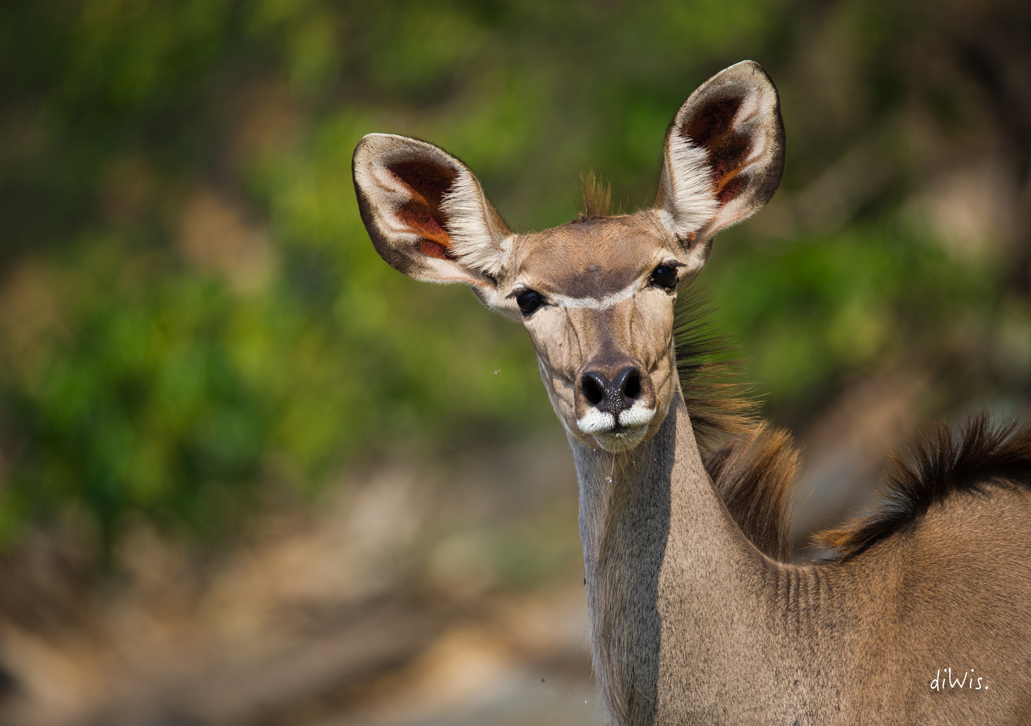 Sigma 150-600mm F5-6.3 DG OS HSM | S sample photo. Beauty photography