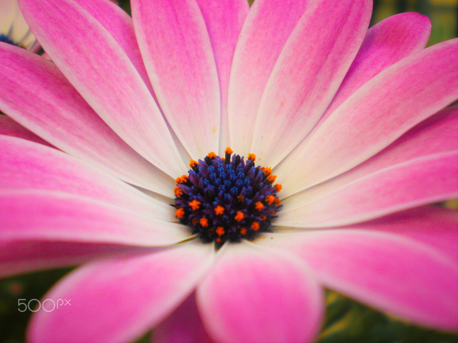 Olympus FE230/X790 sample photo. Flower photography