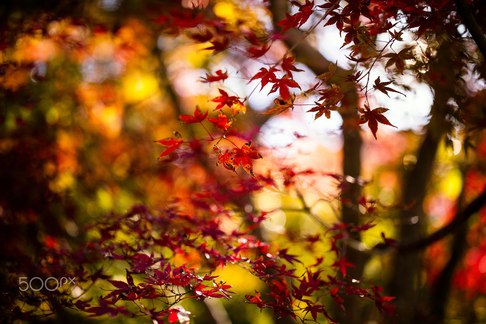 ZEISS Otus 55mm F1.4 sample photo. Autumn diary photography