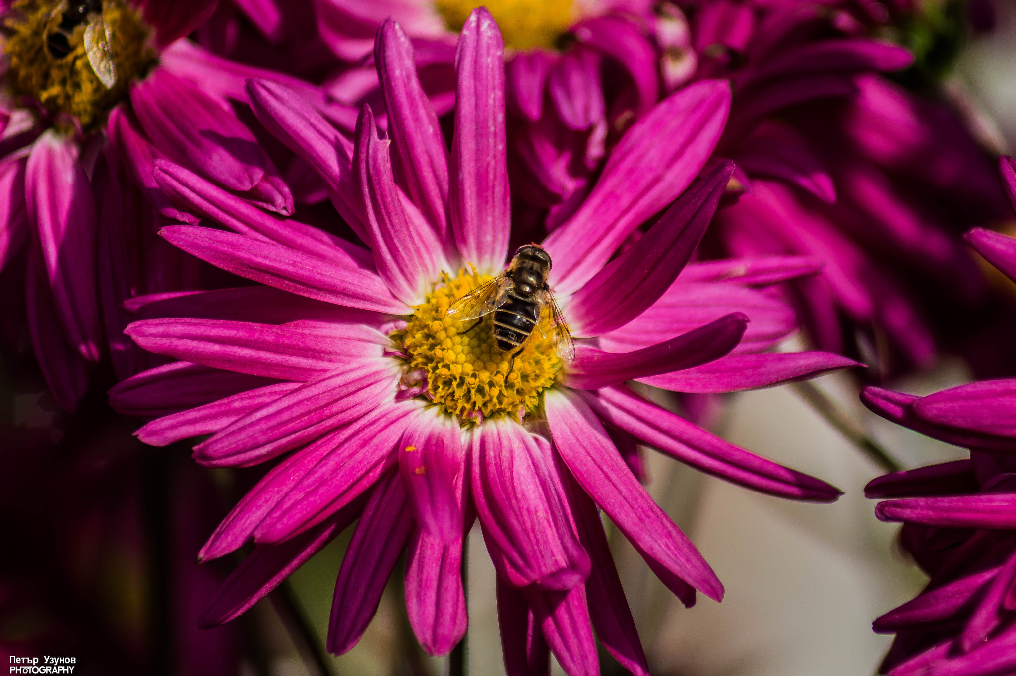 Sony 75-300mm F4.5-5.6 sample photo. Bee photography