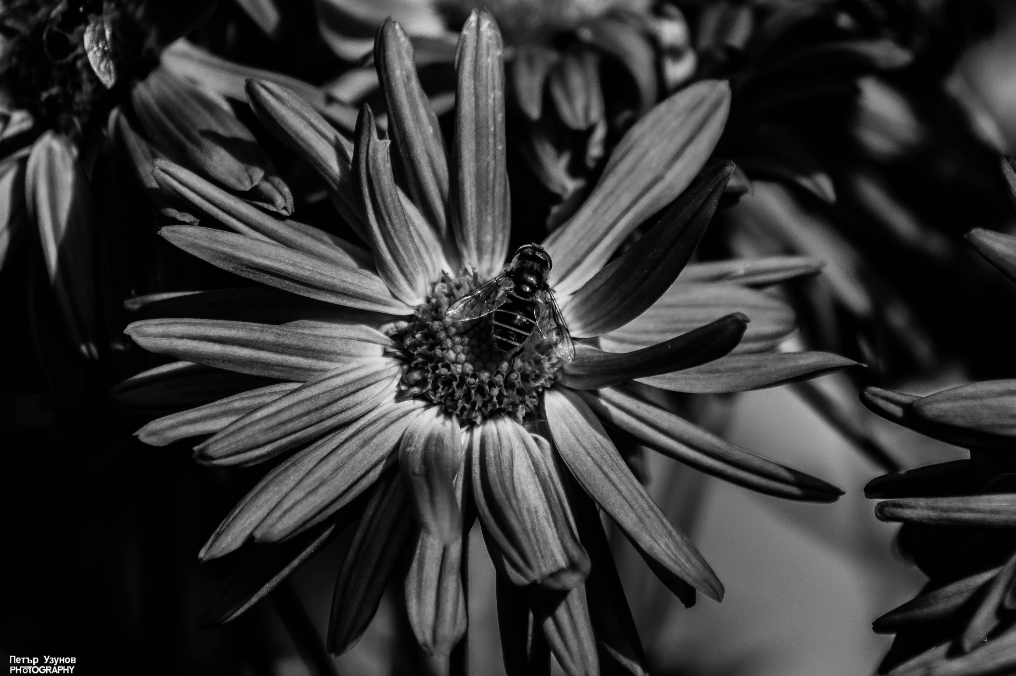 Sony 75-300mm F4.5-5.6 sample photo. Bee photography