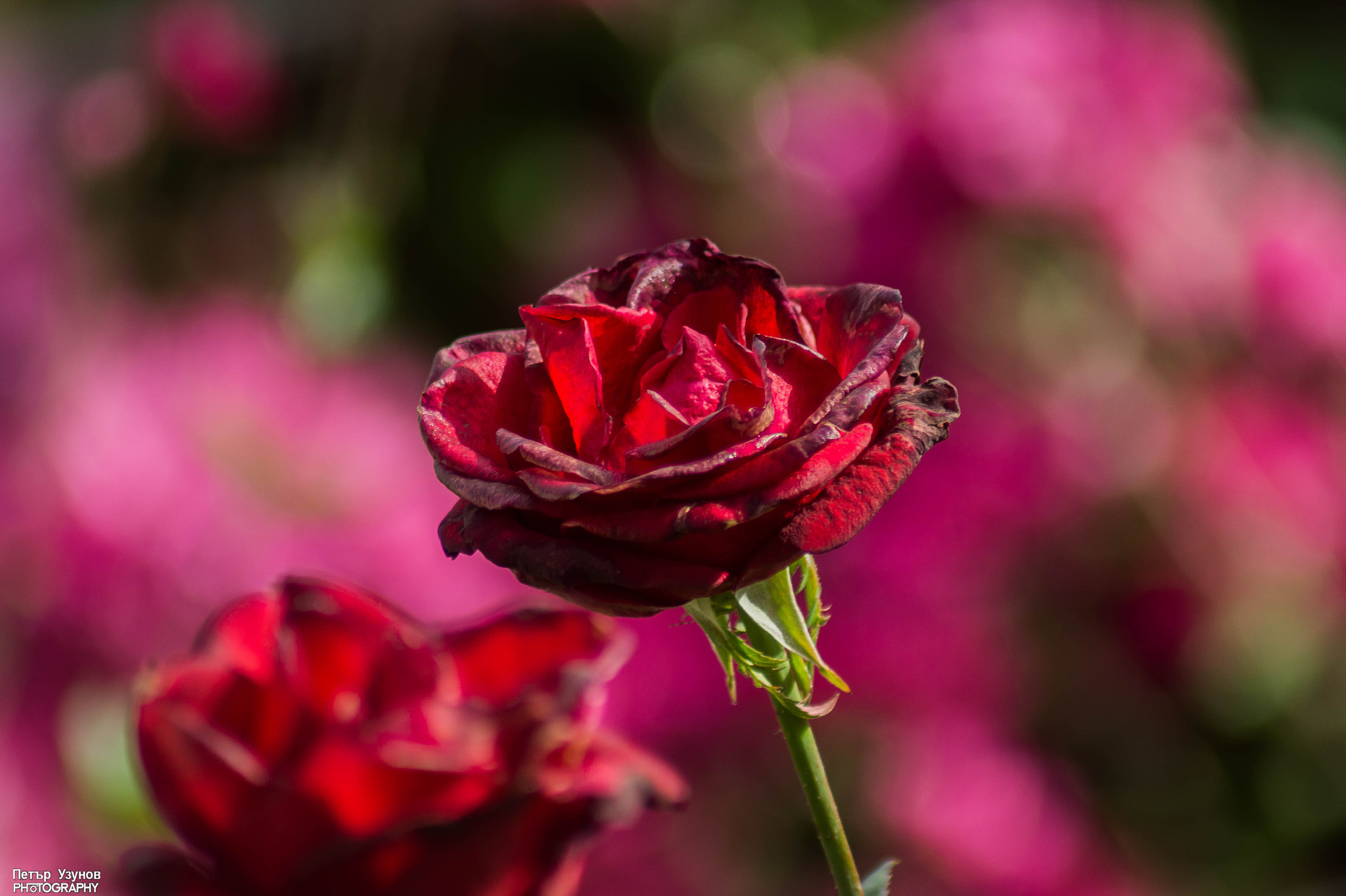 Sony 75-300mm F4.5-5.6 sample photo. Colors photography