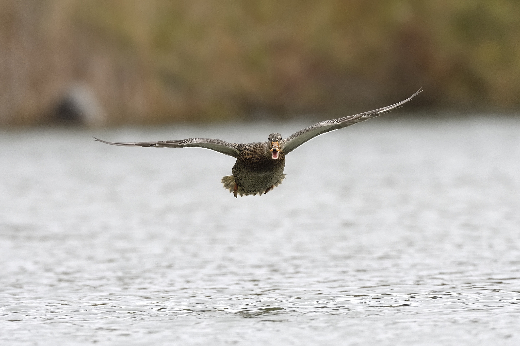 Nikon AF-S Nikkor 200-400mm F4G ED-IF VR sample photo. Quack quack photography