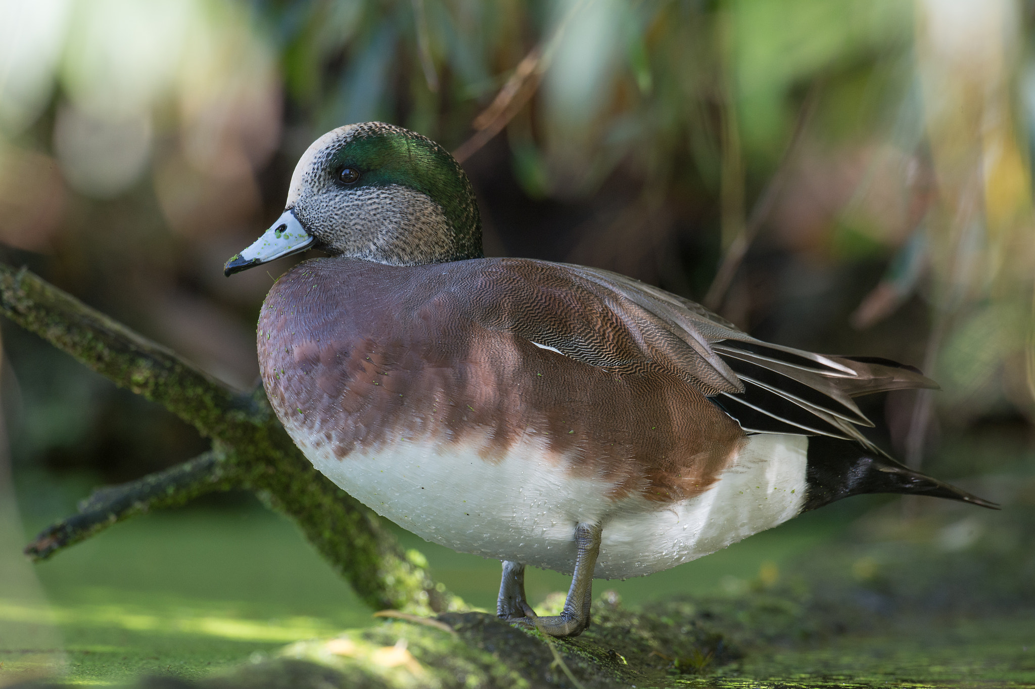 Nikon AF-S Nikkor 800mm F5.6E FL ED VR sample photo. Canard d'amerique, anas americana, american wigeon photography