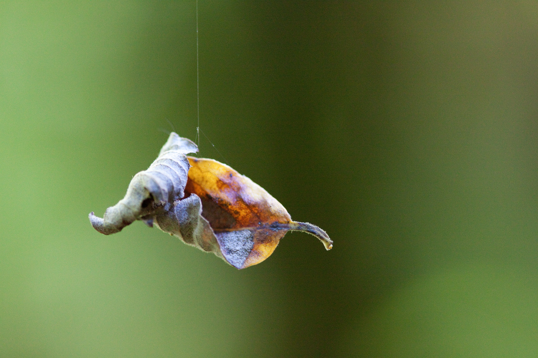 Canon EF 100mm F2.8 Macro USM sample photo. Suspendue (hanging) photography