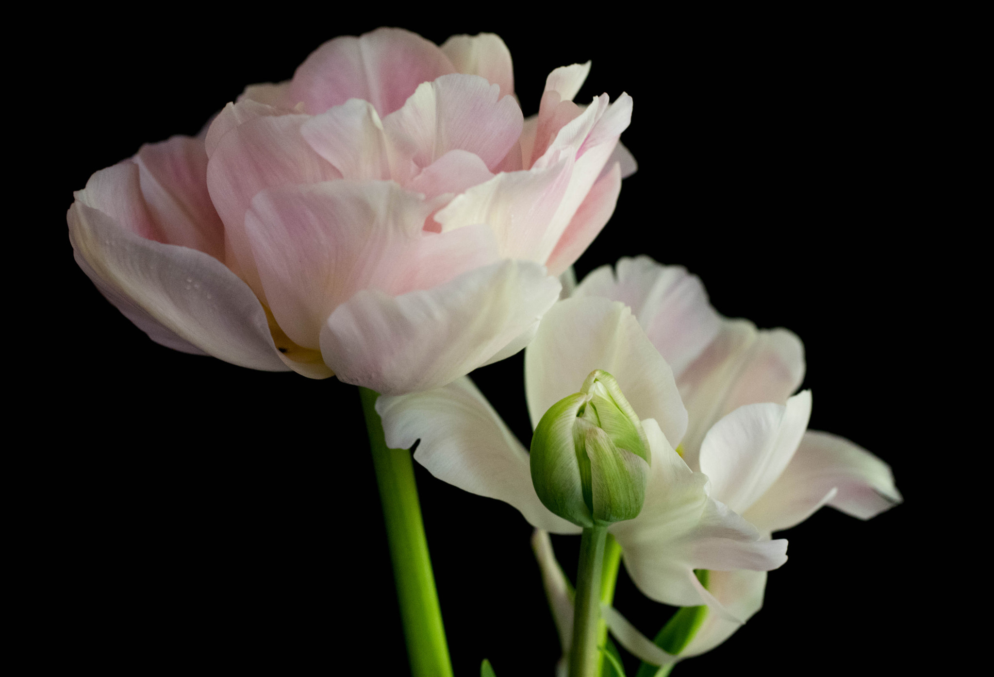 Pentax K-3 sample photo. Tulips photography