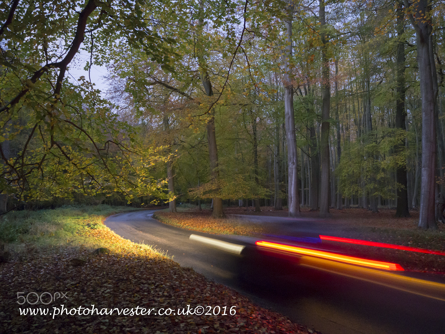 Olympus M.Zuiko Digital ED 14-42mm F3.5-5.6 EZ sample photo. Autumn drive through ashridge photography
