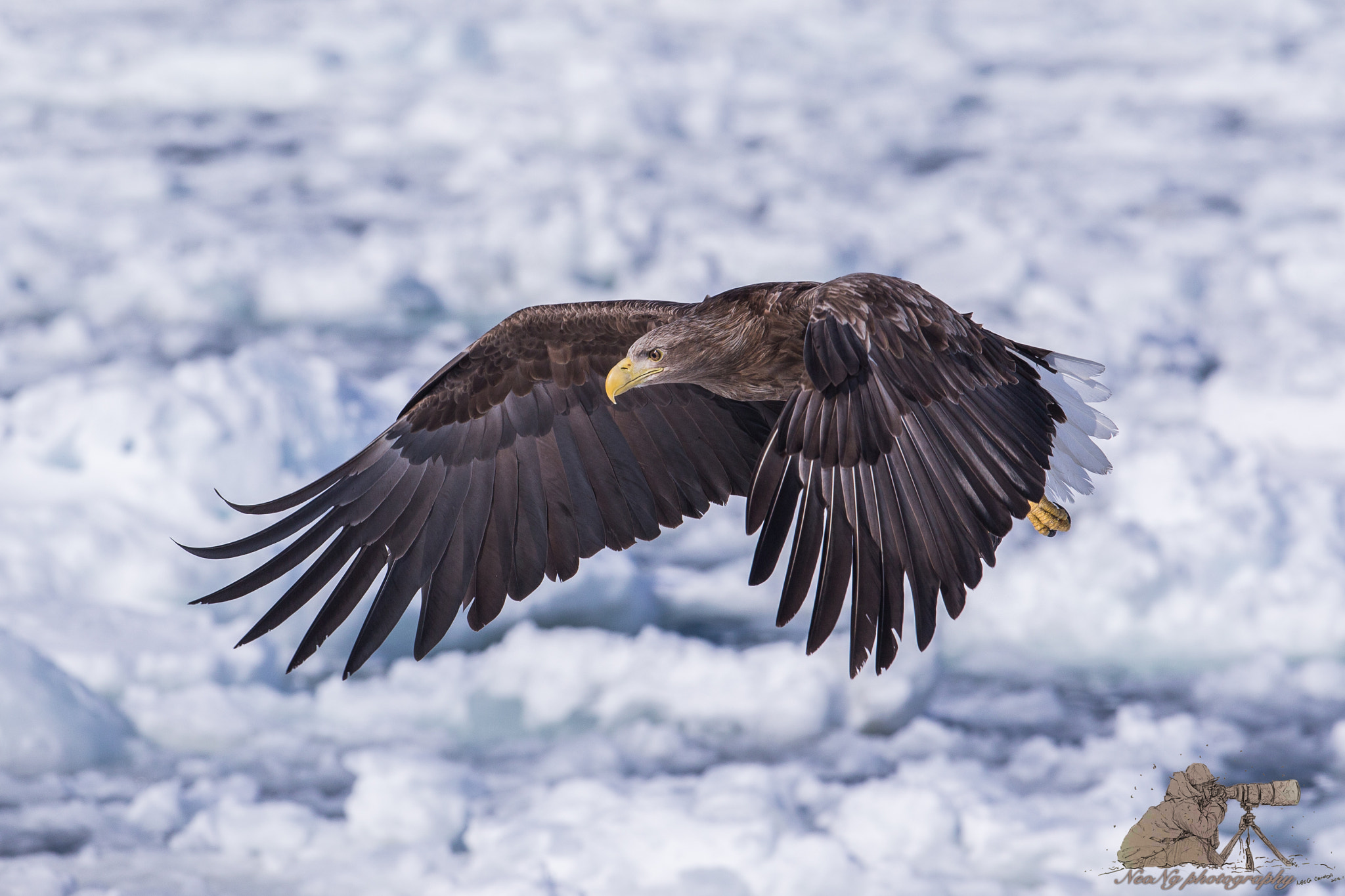 Canon EF 300mm F2.8L IS II USM sample photo. Neo photography