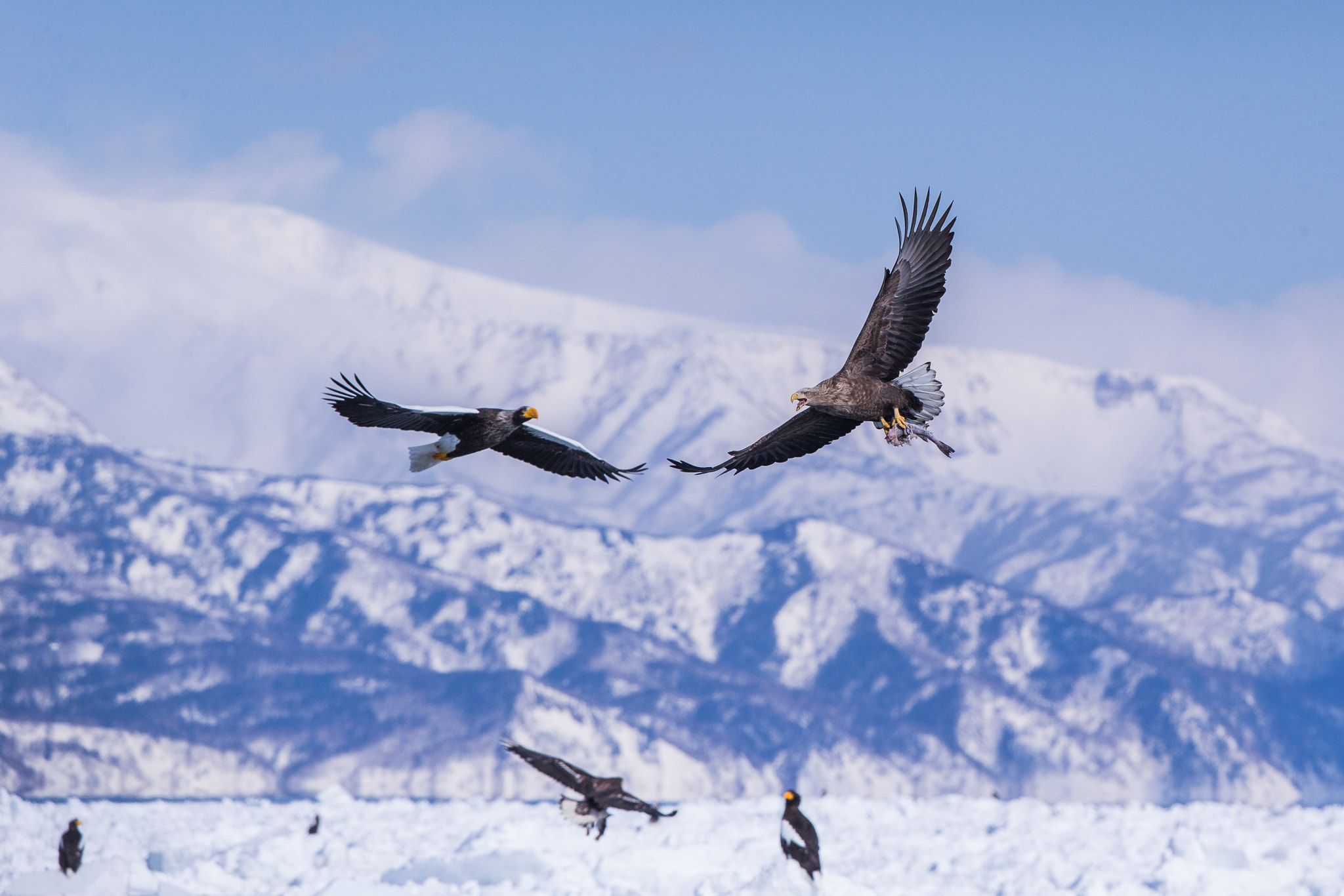 Canon EF 300mm F2.8L IS II USM sample photo. Neo photography
