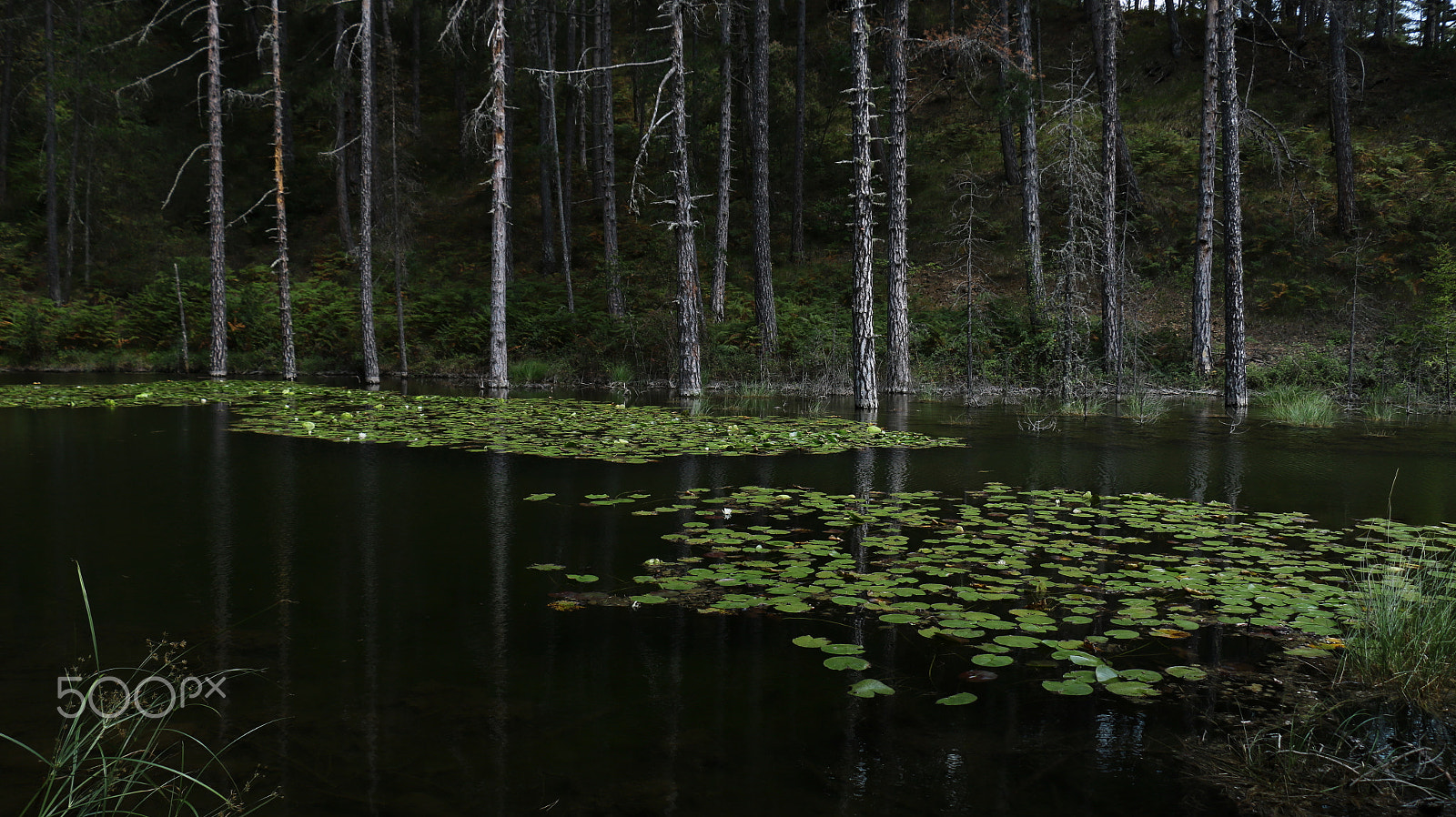 Canon EOS 70D sample photo. The lake with the lilies photography