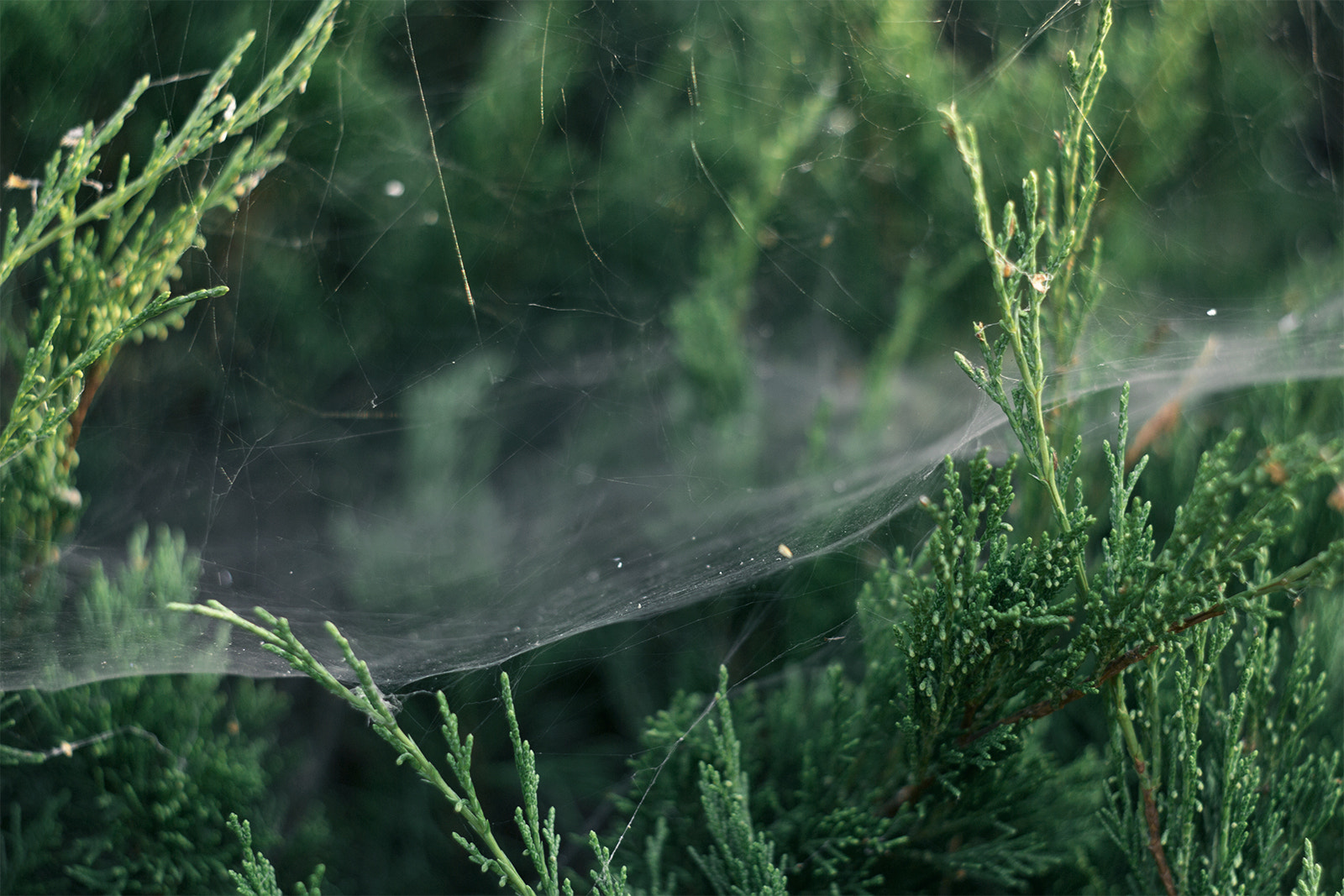 Canon EF 35-80mm f/4-5.6 sample photo. Solitude photography