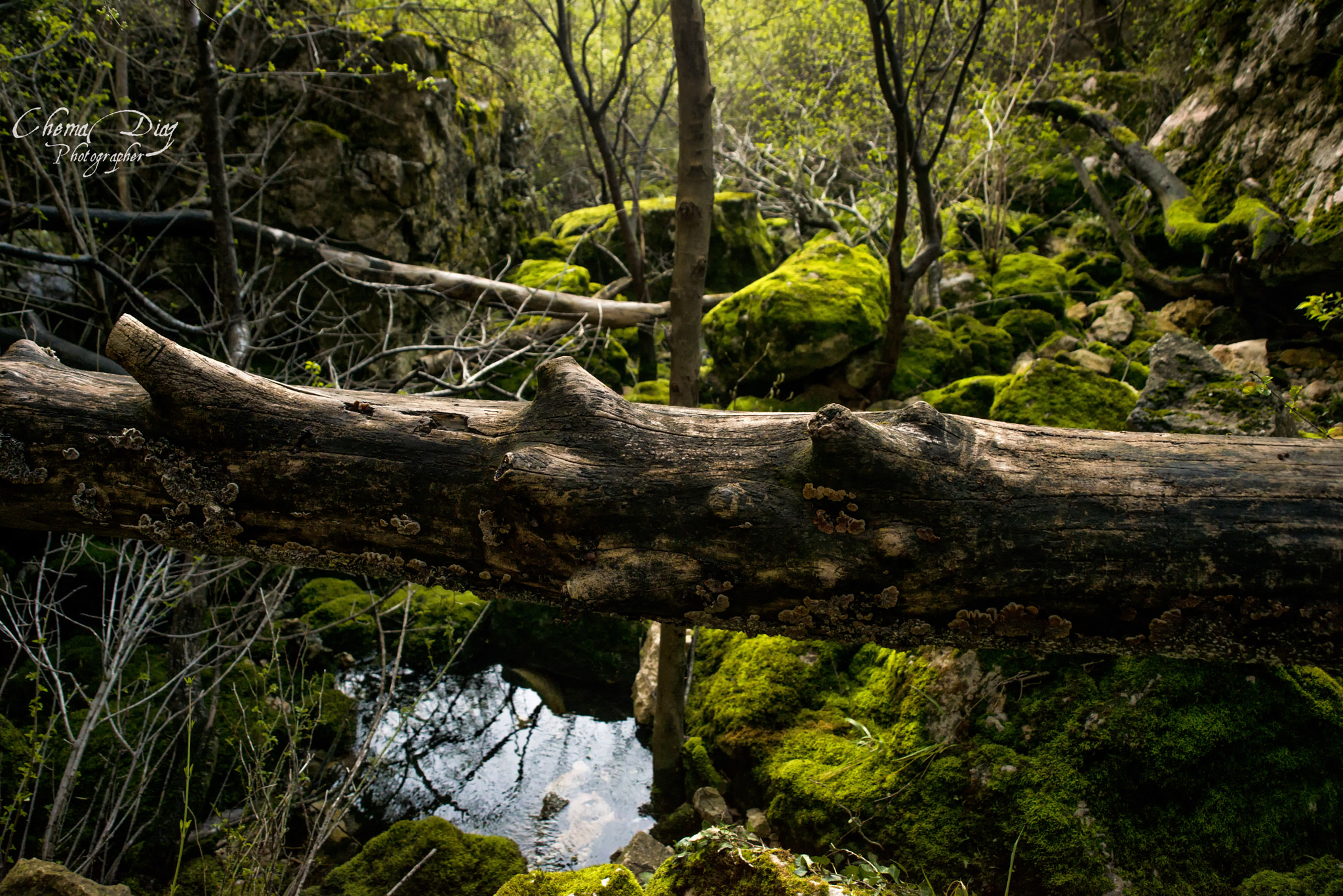 Nikon D800 + Sigma 28-105mm F2.8-4 Aspherical sample photo. The enchanted forest . photography
