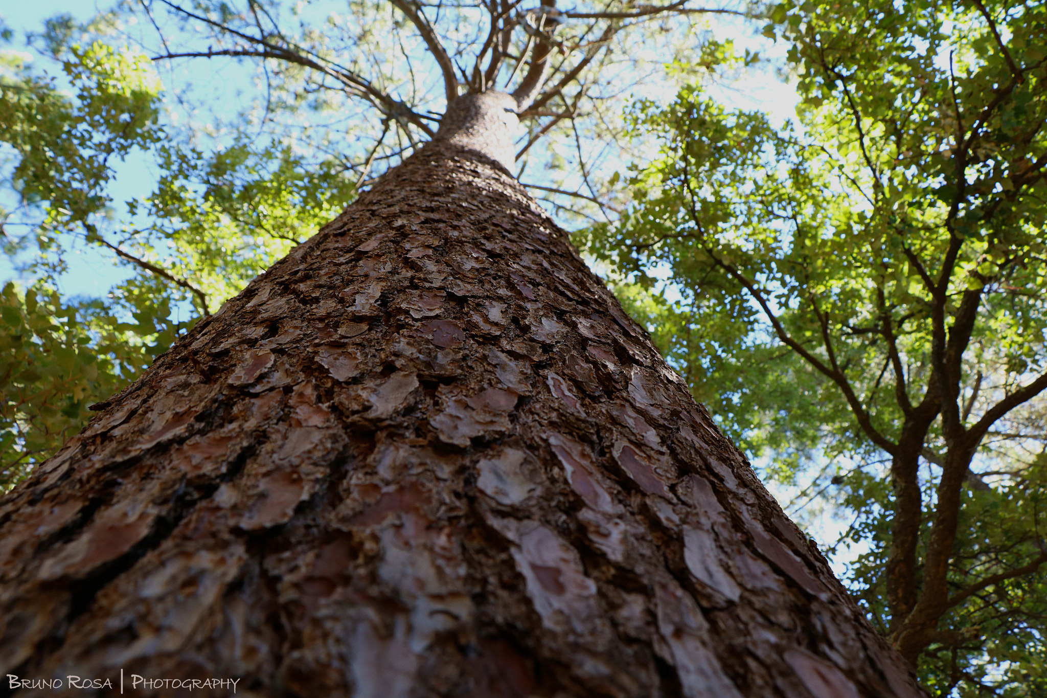 Canon EOS 760D (EOS Rebel T6s / EOS 8000D) sample photo. Looking up photography