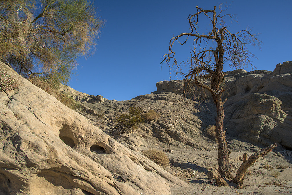 Nikon D800 sample photo. Dead tree photography