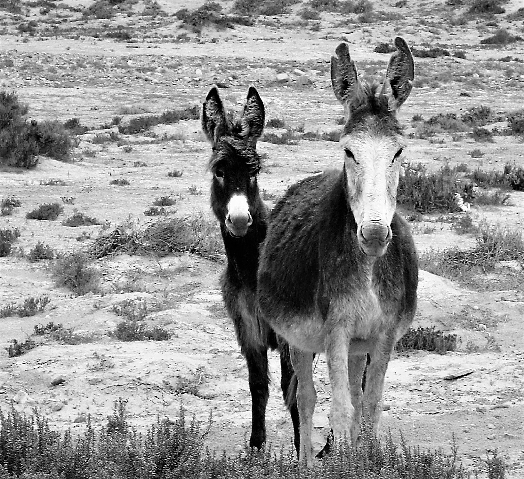 CASIO EX-Z19 sample photo. Curious donkeys photography