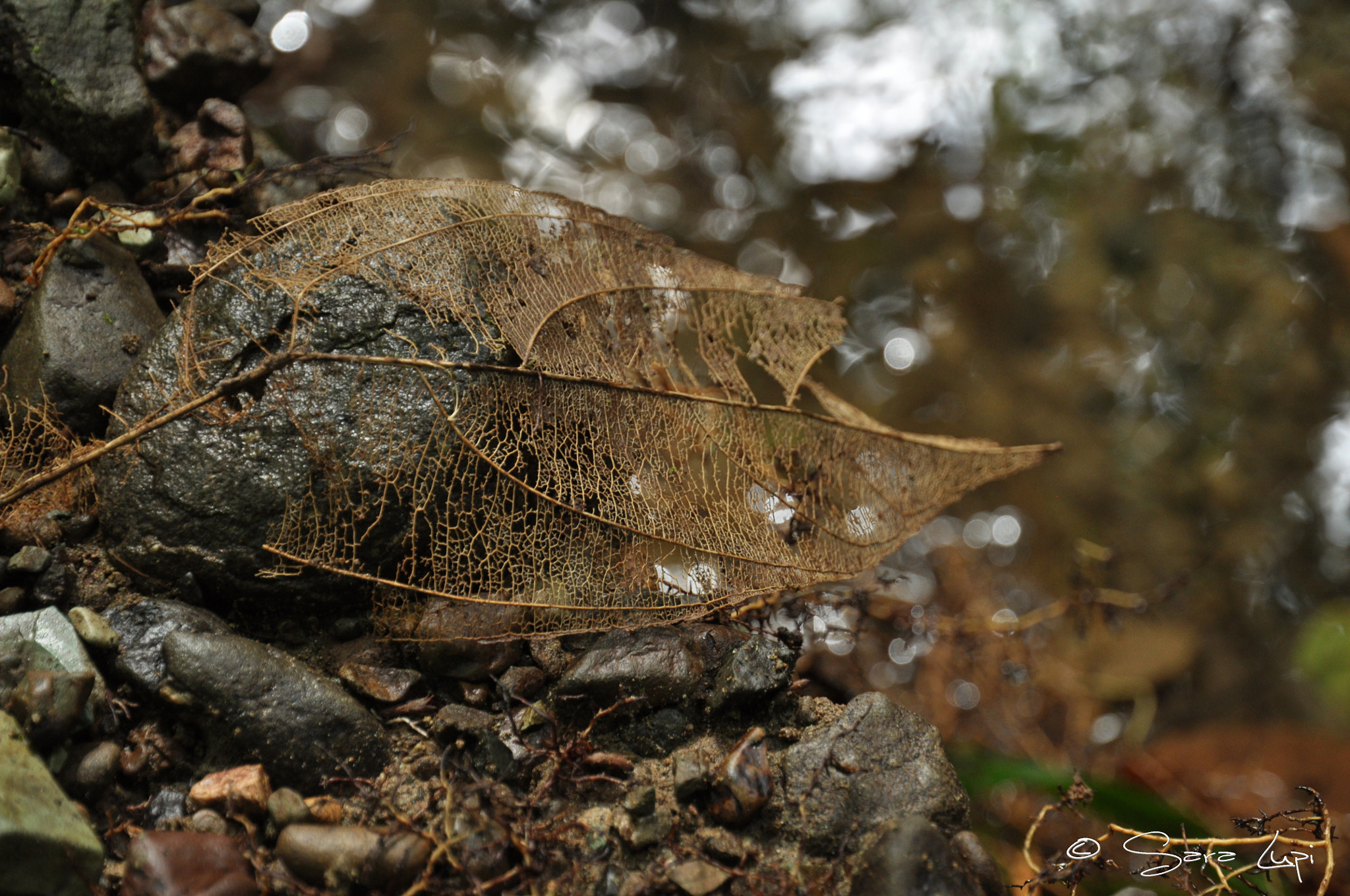 Nikon D5000 sample photo. Remnants photography