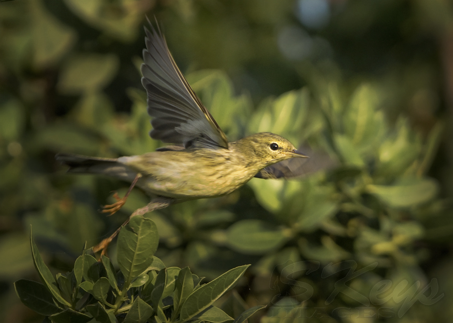 Nikon D7200 + Sigma 500mm F4.5 EX DG HSM sample photo. Departure (blackpoll warbler) photography