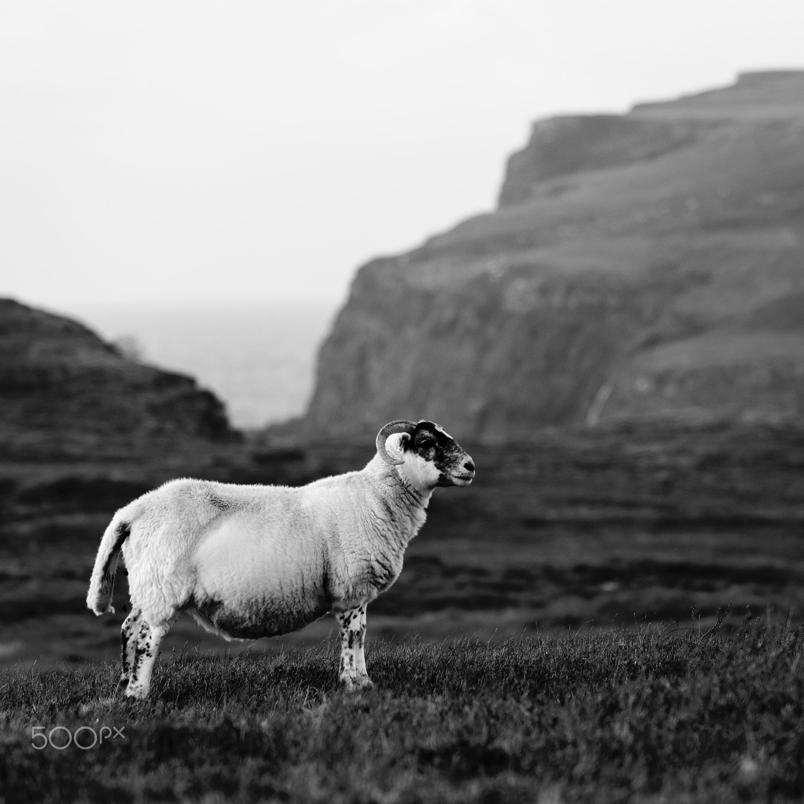 Nikon AF-S Nikkor 70-200mm F4G ED VR sample photo. Sheep photography