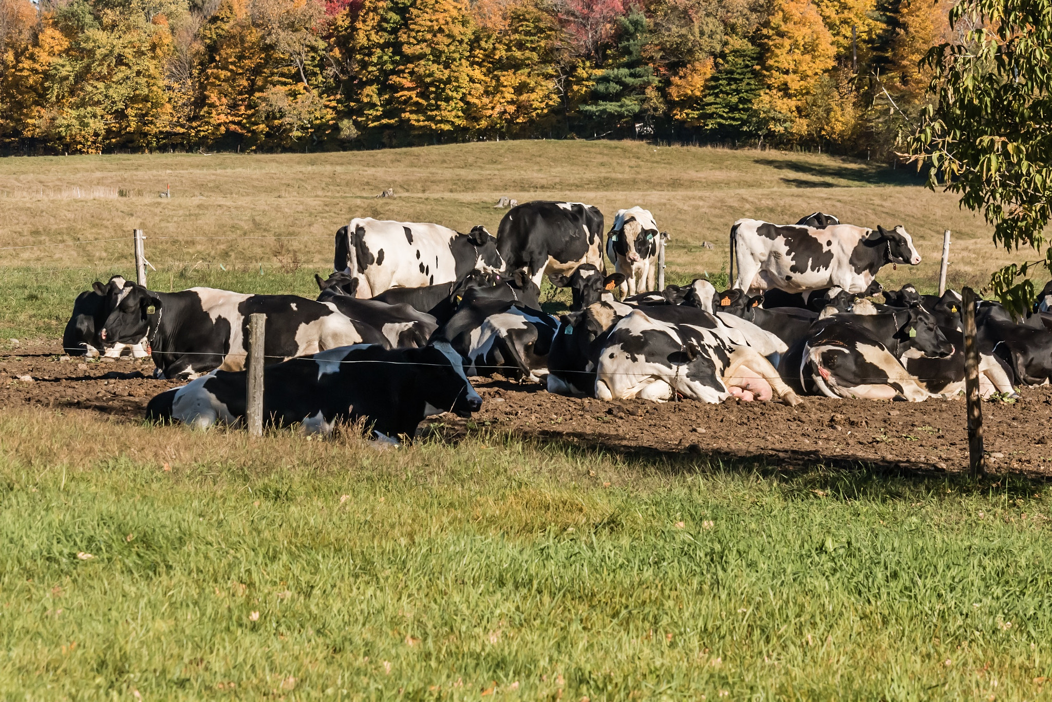 Canon EOS 70D + Canon EF-S 55-250mm F4-5.6 IS STM sample photo. The cows are resting .. photography