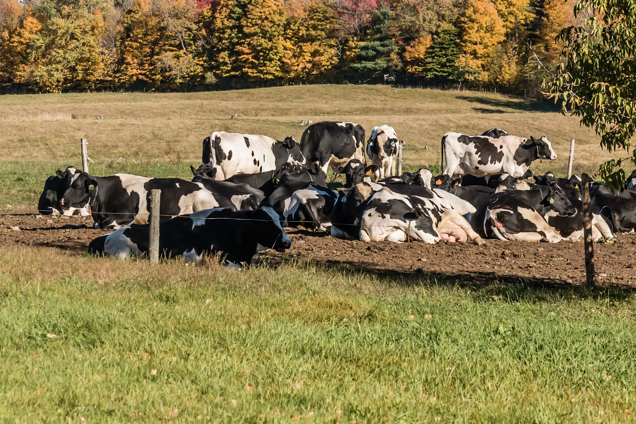 Canon EF-S 55-250mm F4-5.6 IS STM sample photo. The cows are resting .. photography