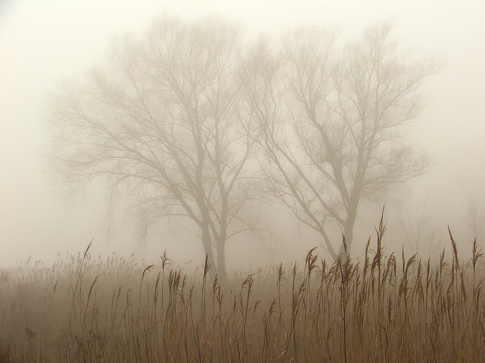 Fujifilm FinePix S5500 sample photo. Fog photography