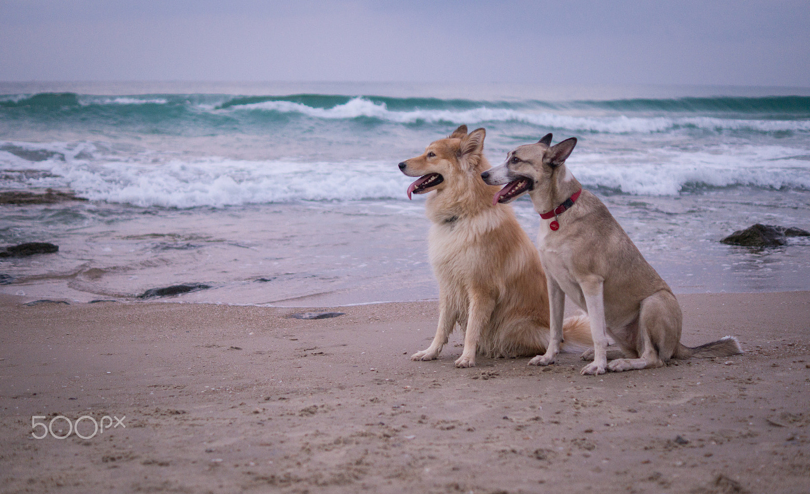 Sony SLT-A57 + Sony DT 35mm F1.8 SAM sample photo. Luna & sol photography