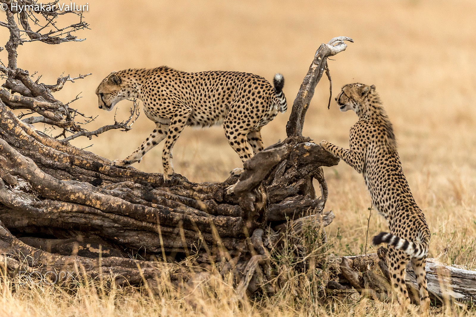 Canon EF 500mm F4L IS II USM sample photo. Cheetahs photography