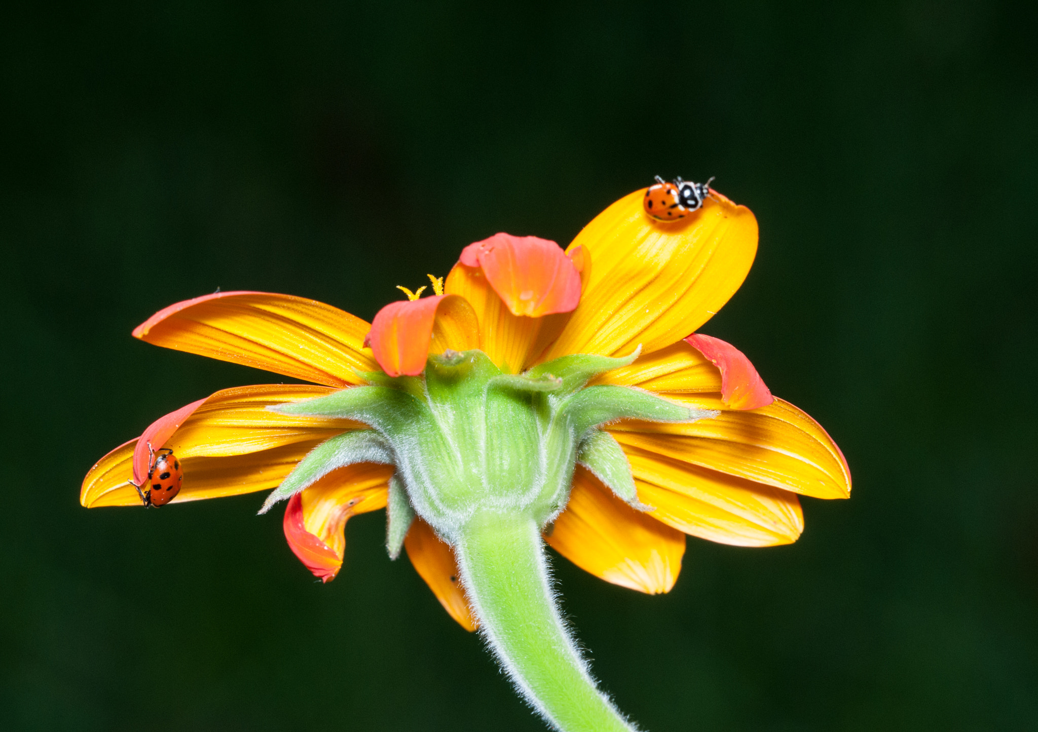 Sigma 150mm F2.8 EX DG Macro HSM sample photo. Ladybug photography