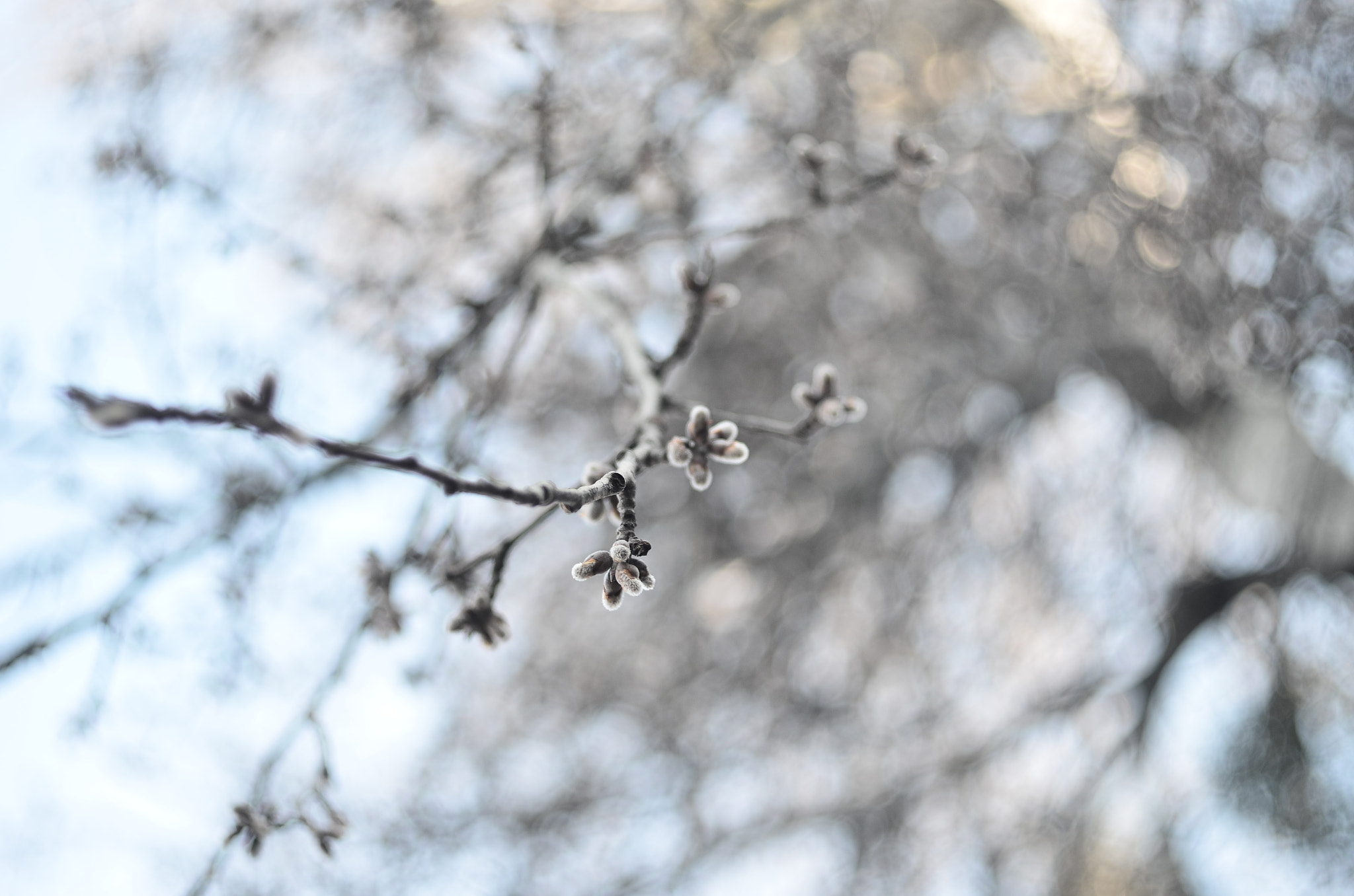 Manual Lens No CPU sample photo