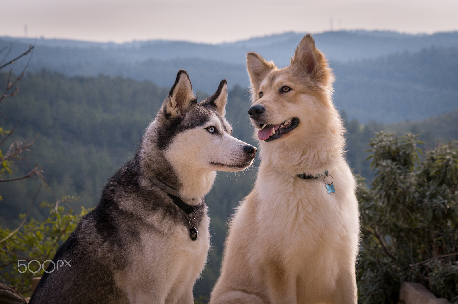 Sony DT 55-200mm F4-5.6 SAM sample photo. Into the wild photography
