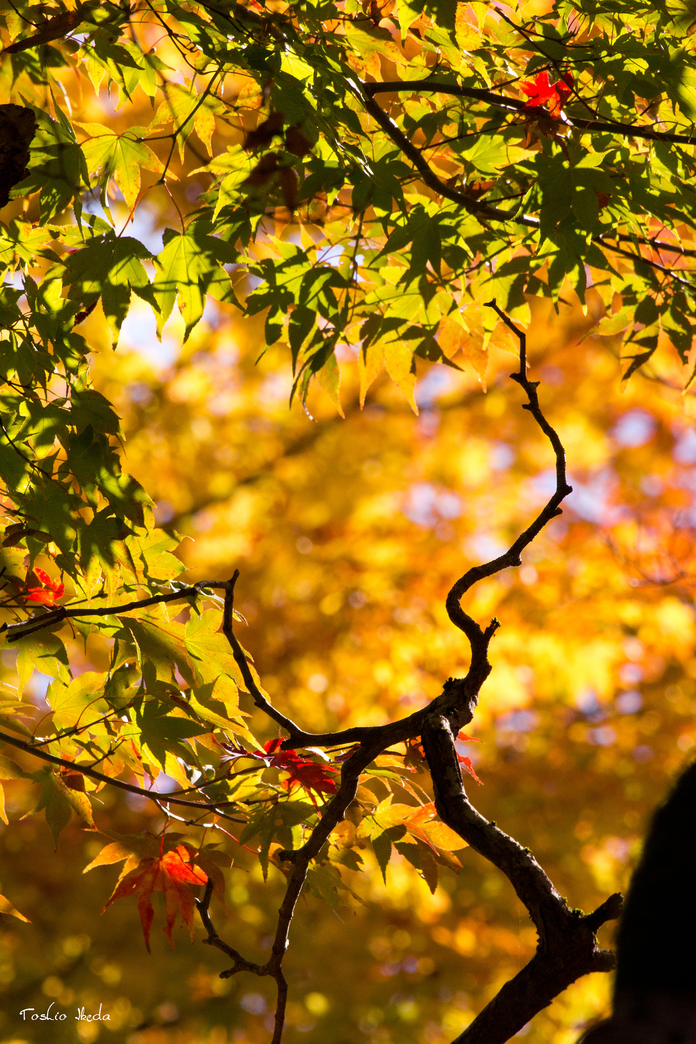 Sony 70-300mm F4.5-5.6 G SSM sample photo. Autumn photography
