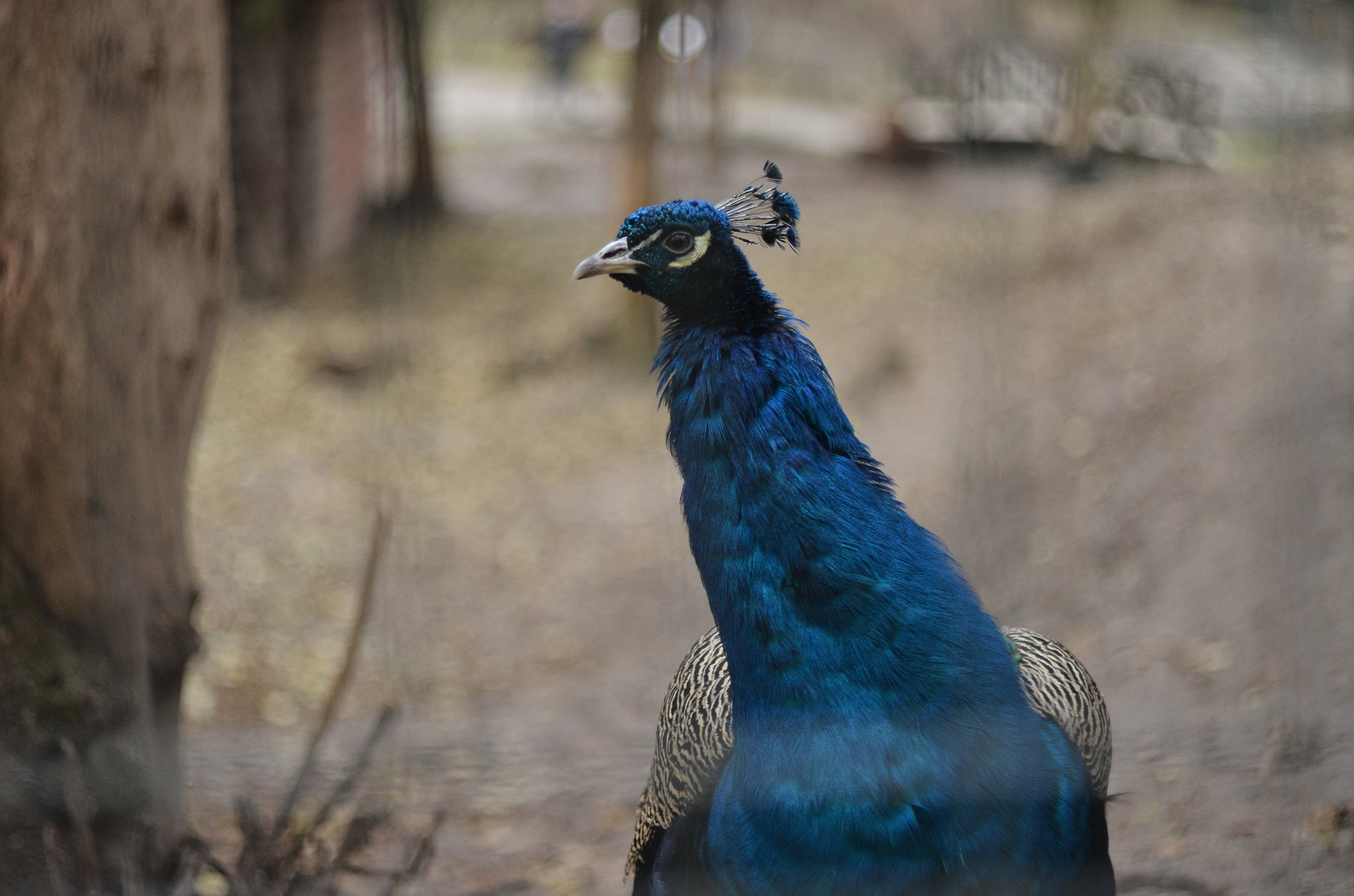 Manual Lens No CPU sample photo