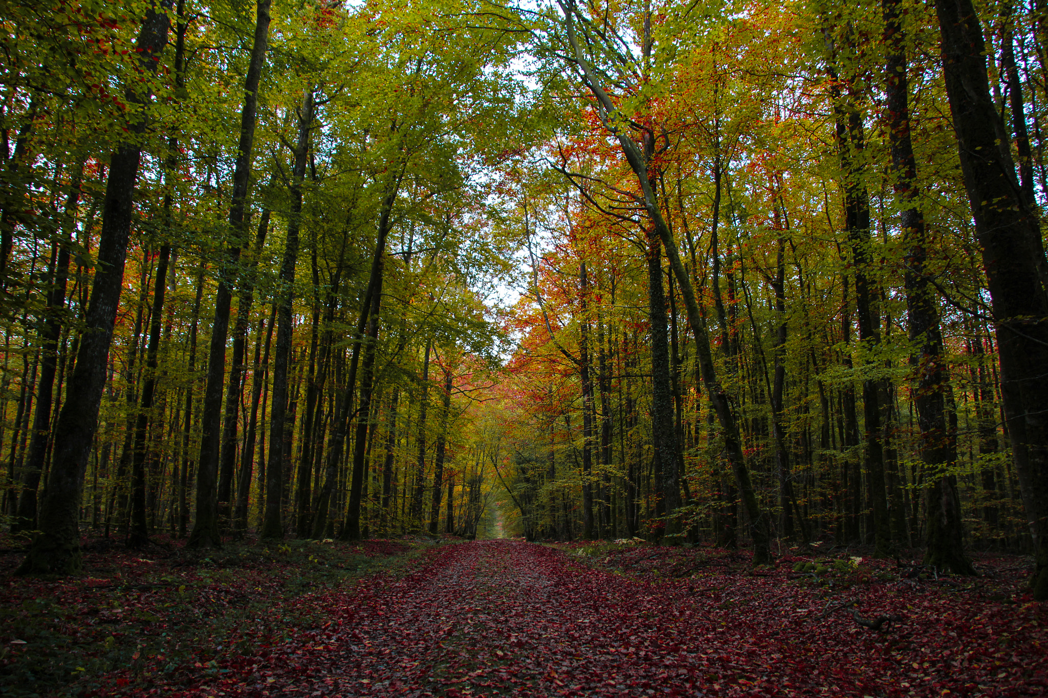 Canon EOS 100D (EOS Rebel SL1 / EOS Kiss X7) sample photo. Autumn day in normandy photography