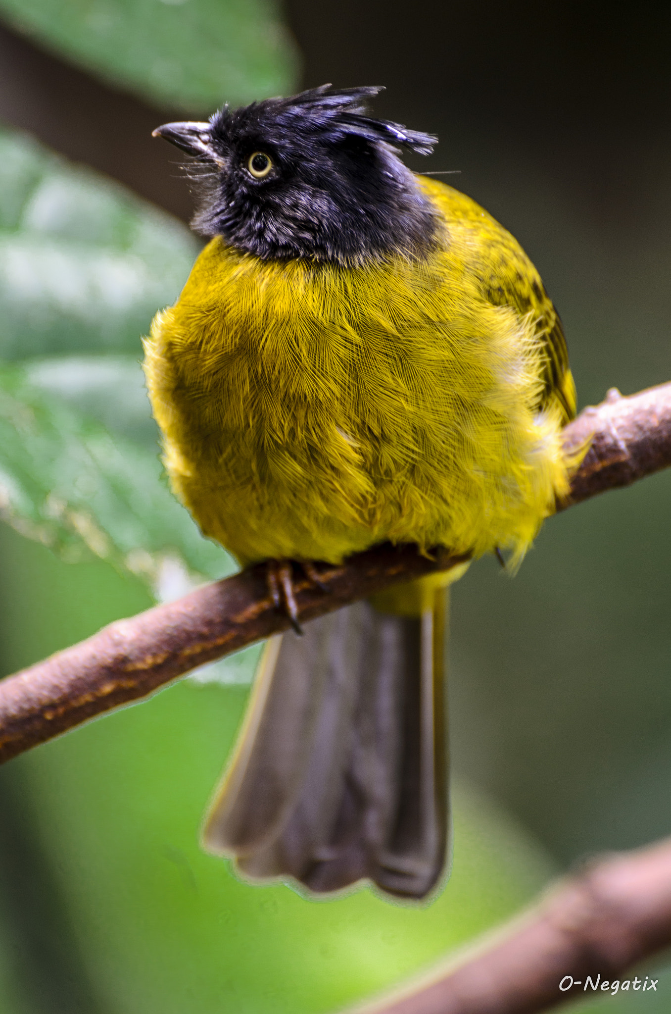 Sigma 70-300mm F4-5.6 DG OS sample photo. Black & gold bird photography