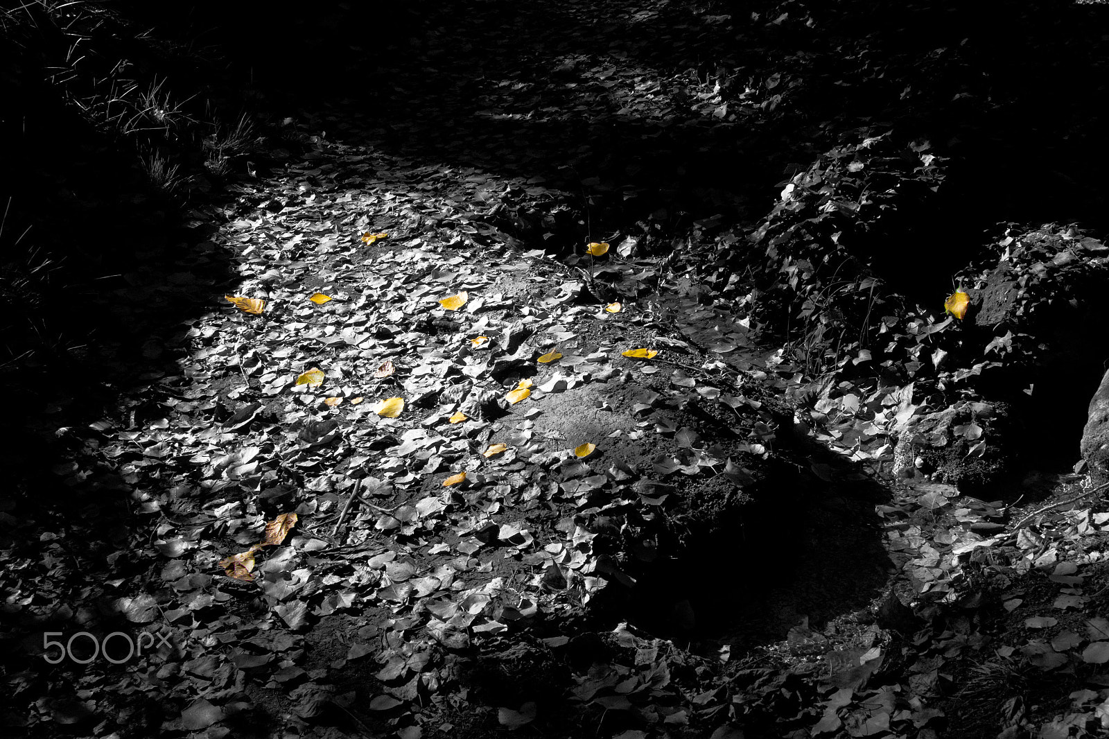 Canon EOS 500D (EOS Rebel T1i / EOS Kiss X3) sample photo. Otoño entre luces y sombras photography