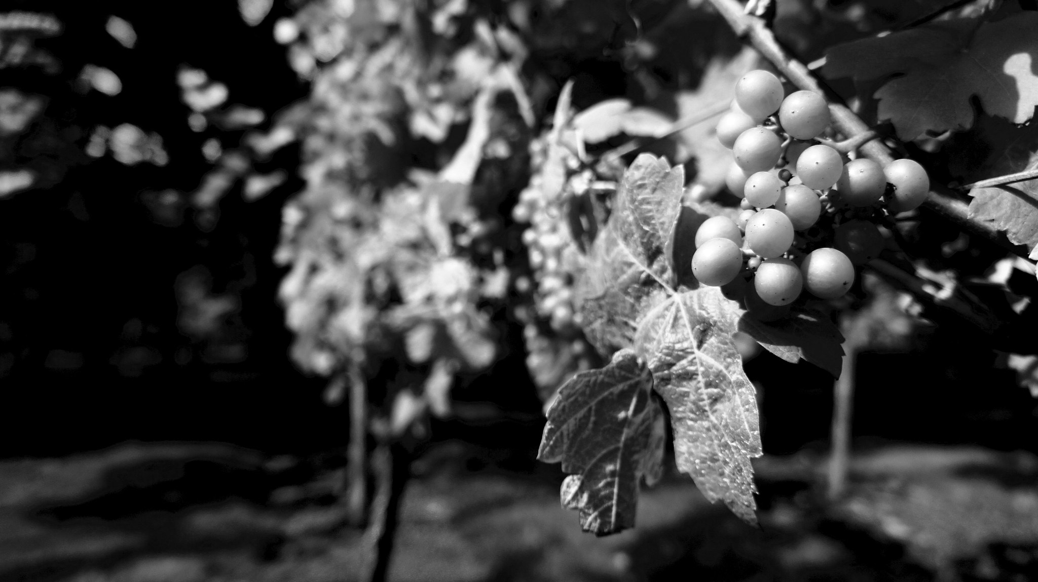 Sony Alpha NEX-5 sample photo. Vineyard... photography