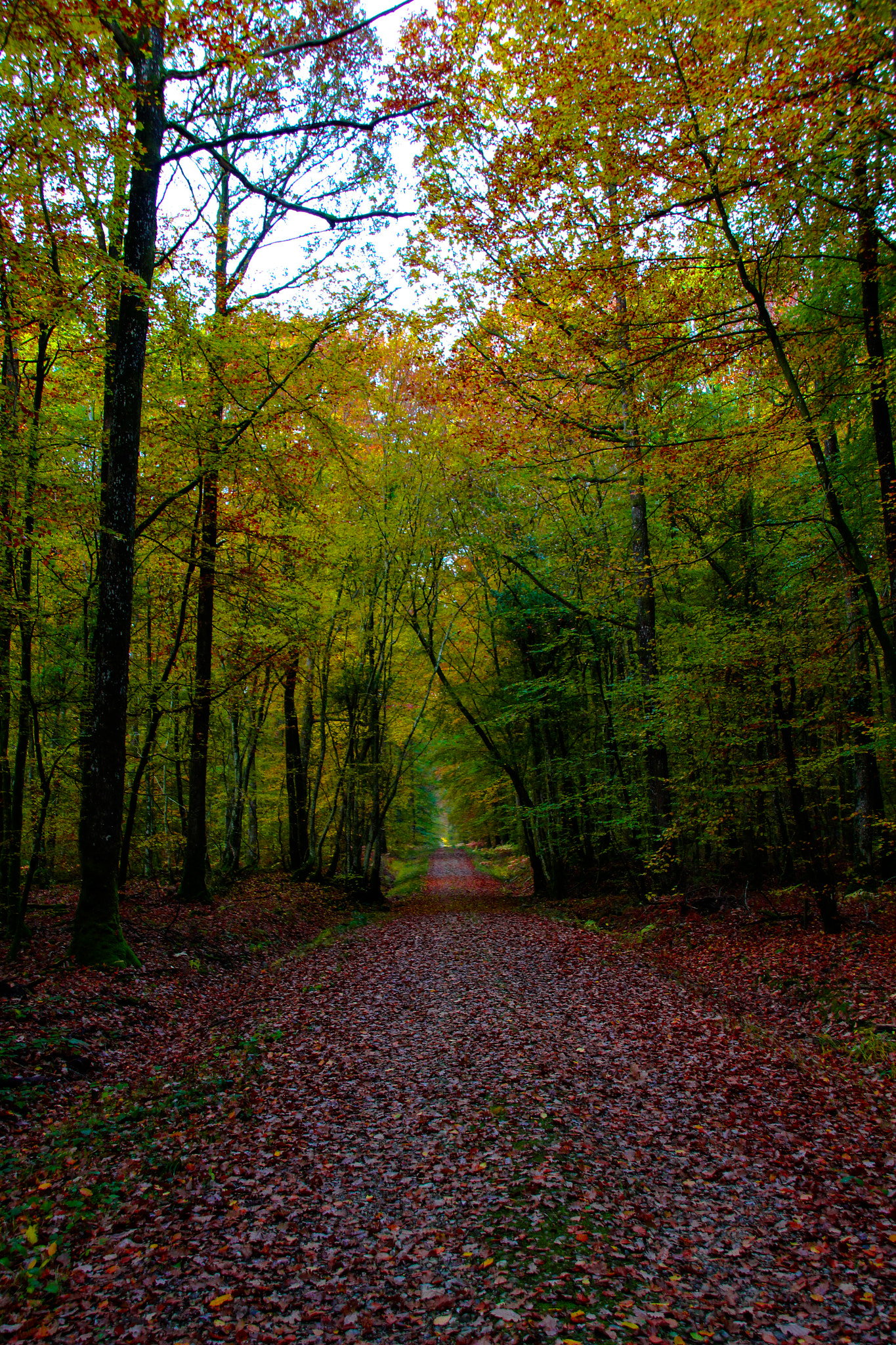Canon EOS 100D (EOS Rebel SL1 / EOS Kiss X7) sample photo. Autumn day in normandy photography