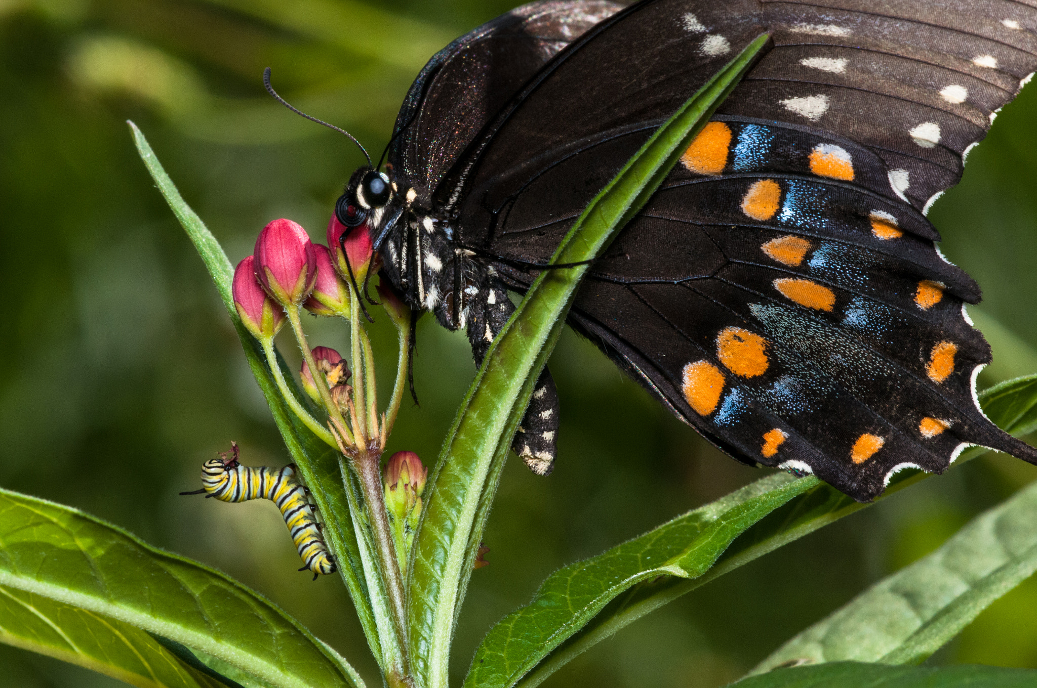 Nikon D300S + Sigma 150mm F2.8 EX DG Macro HSM sample photo. Eastern black swallowtail butterfly photography