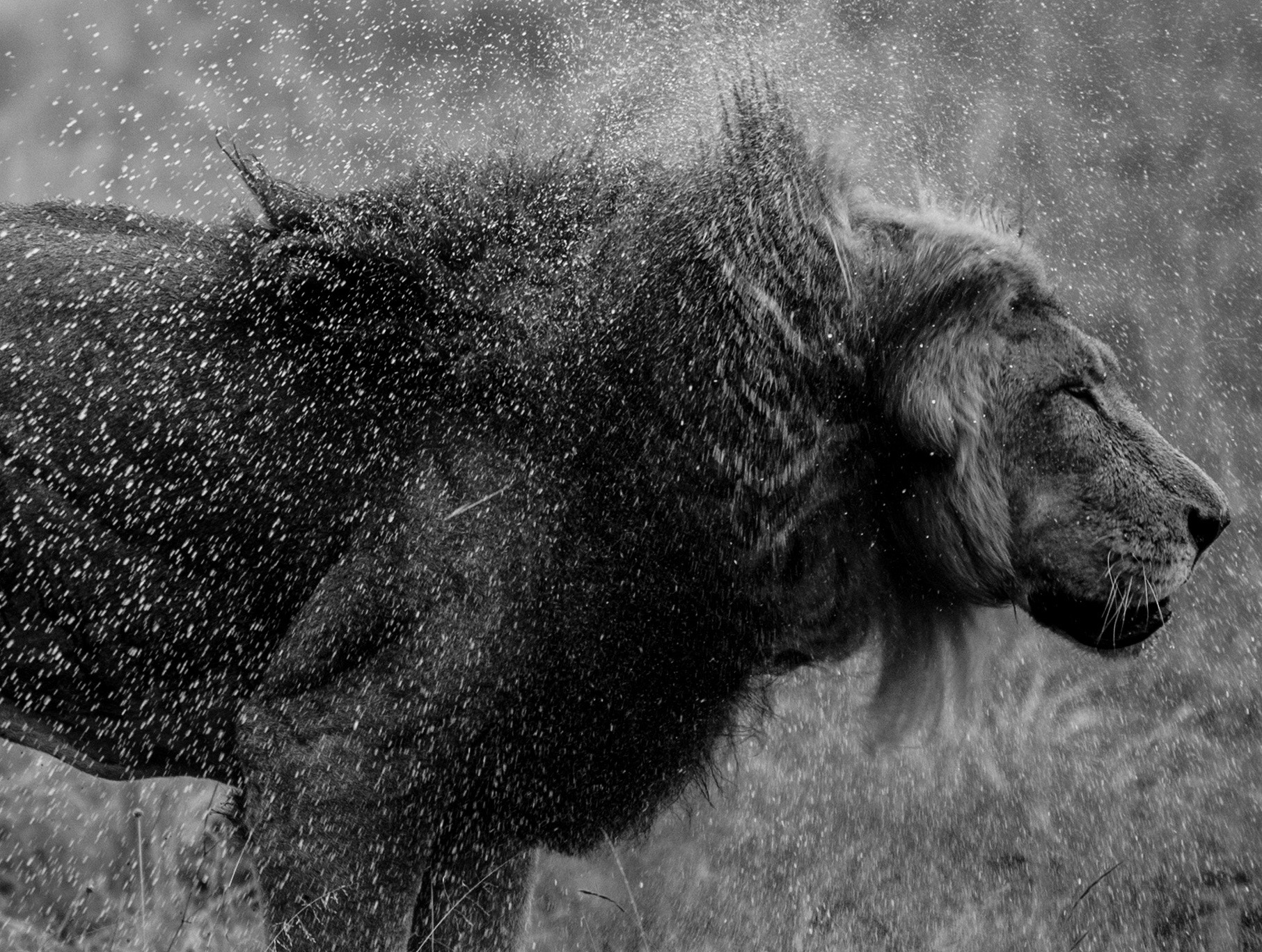 Nikon D5 + Nikon AF-S Nikkor 70-200mm F2.8G ED VR sample photo. Shake it! dominant lion shaking off the rain after ... photography