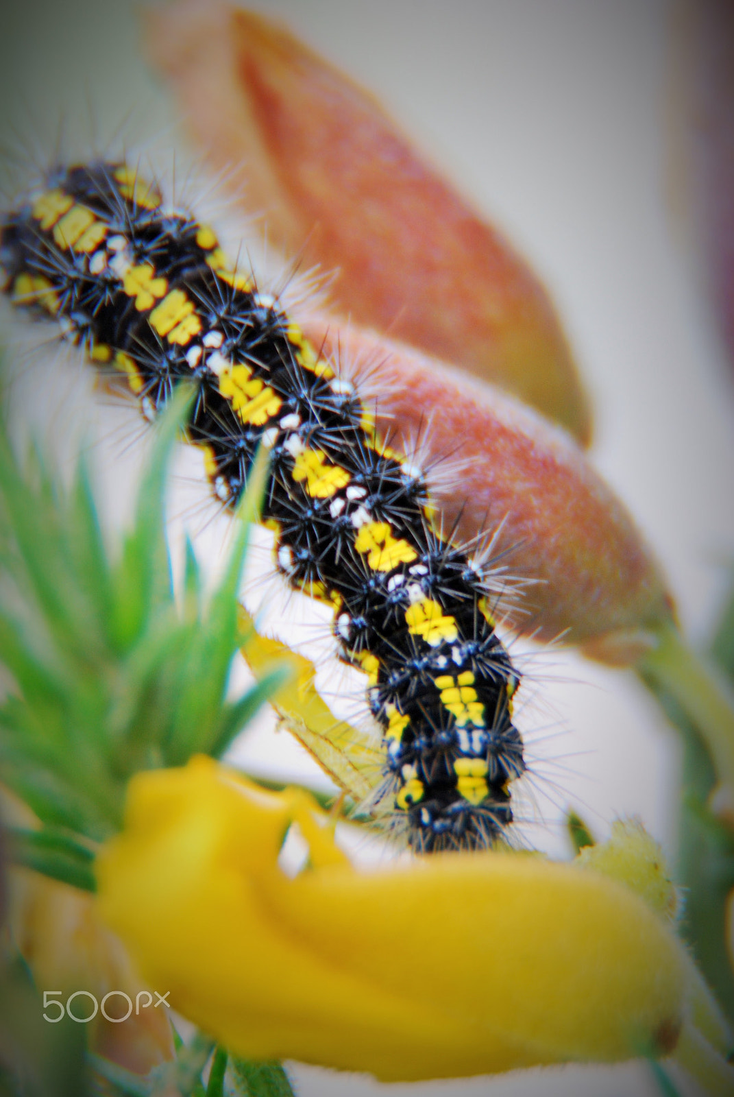 Nikon D60 sample photo. Hungry caterpiller photography