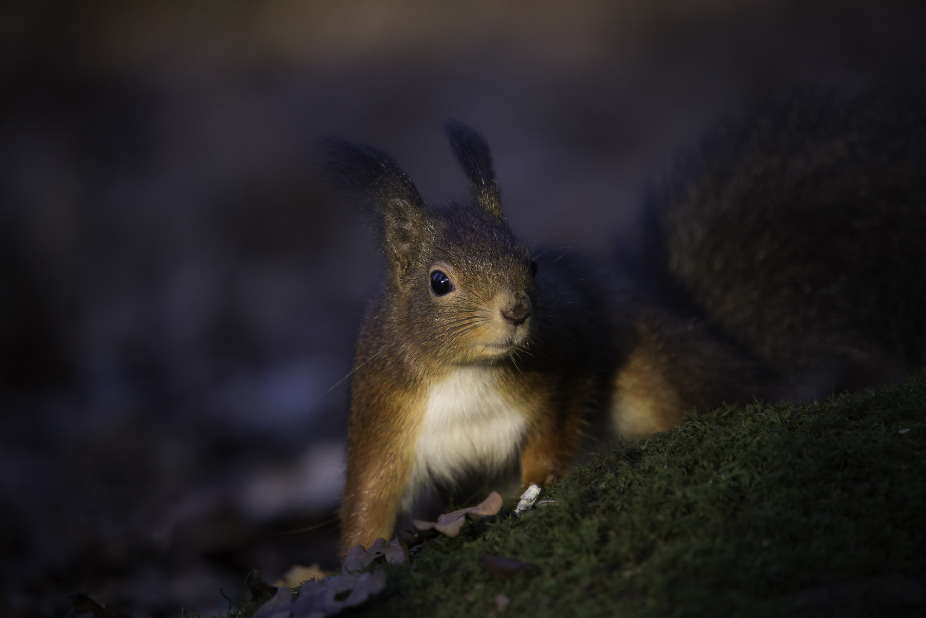 Sigma 50-500mm F4-6.3 EX APO RF HSM sample photo. In the last "spot"light photography