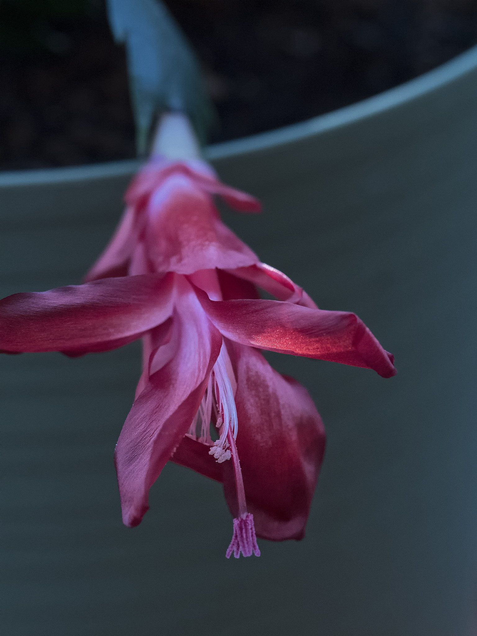 Olympus M.Zuiko Digital ED 60mm F2.8 Macro sample photo. Christmas cactus photography