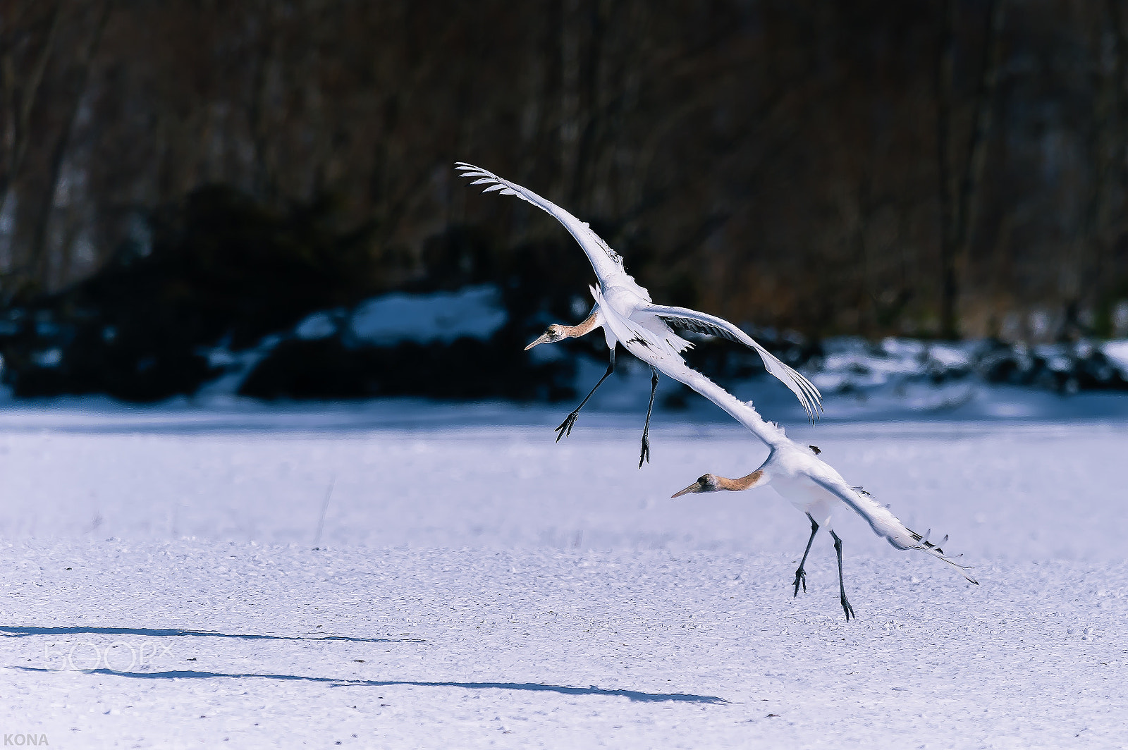 Nikon D3 + Nikon AF-S Nikkor 400mm F2.8G ED VR II sample photo. Tantyou   30603794530. photography