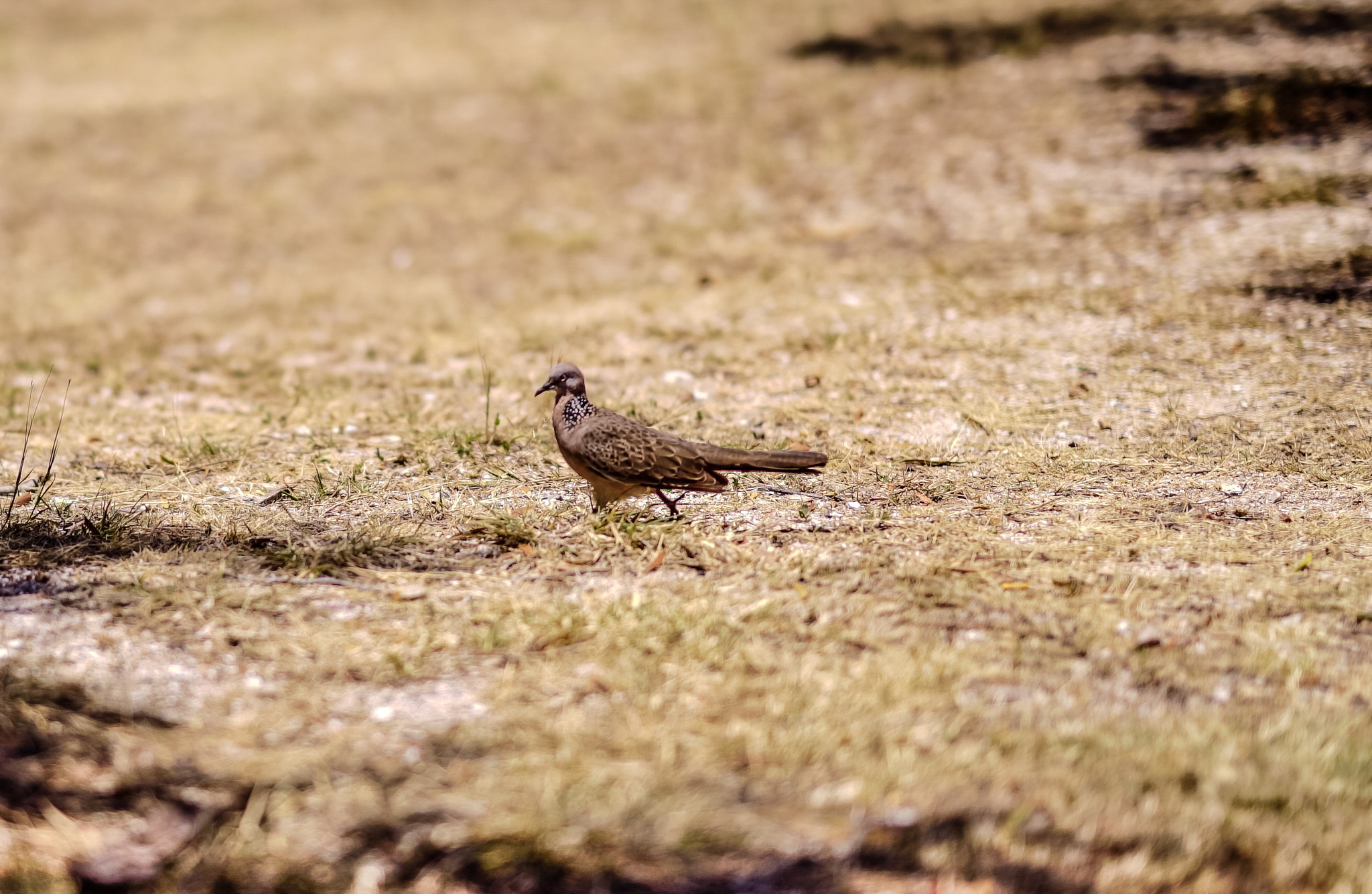 Sony a7S sample photo. Turtle dove, dry grass photography