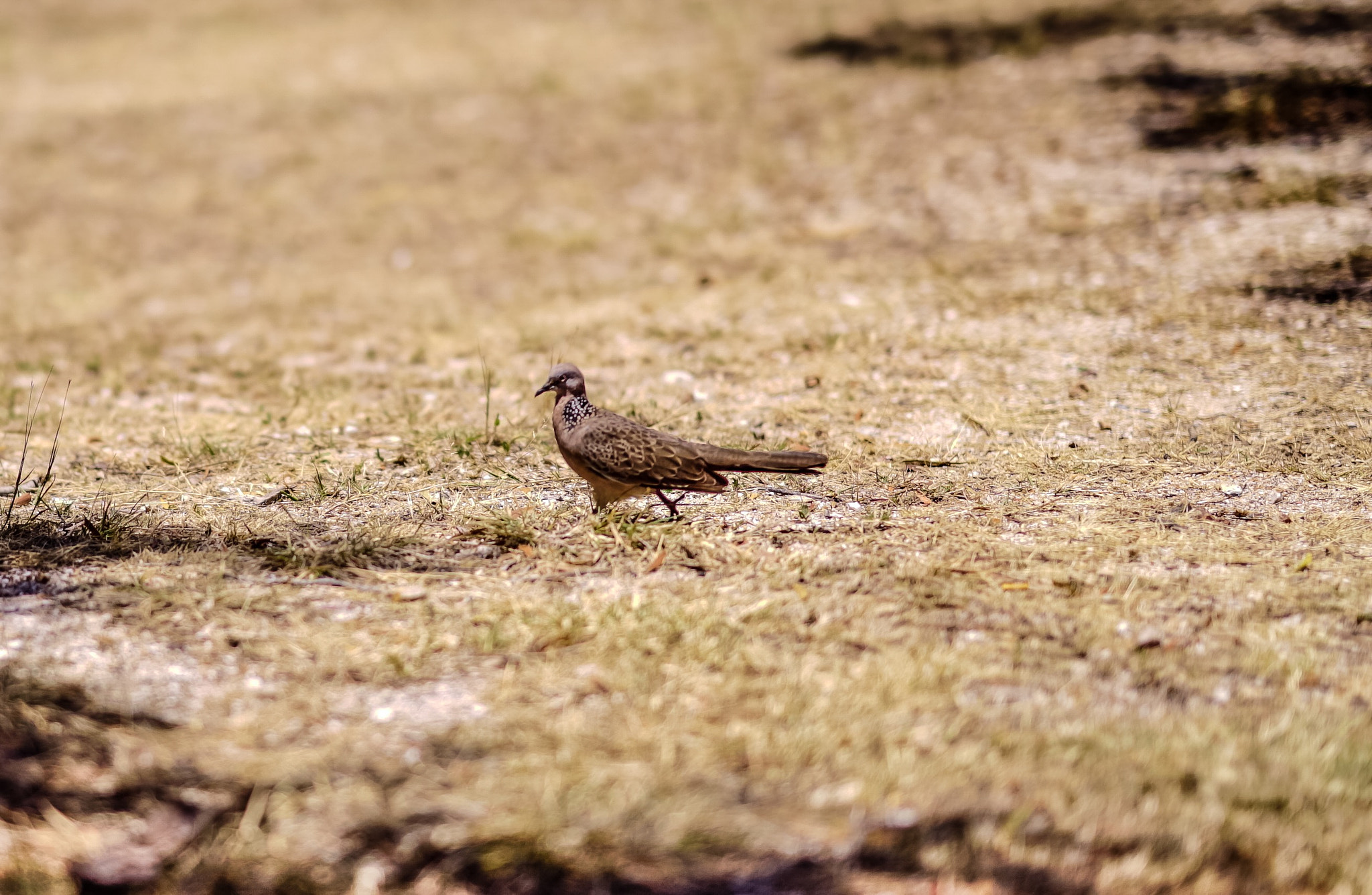 Sony FE 85mm F1.4 GM sample photo. Turtle dove, dry grass photography