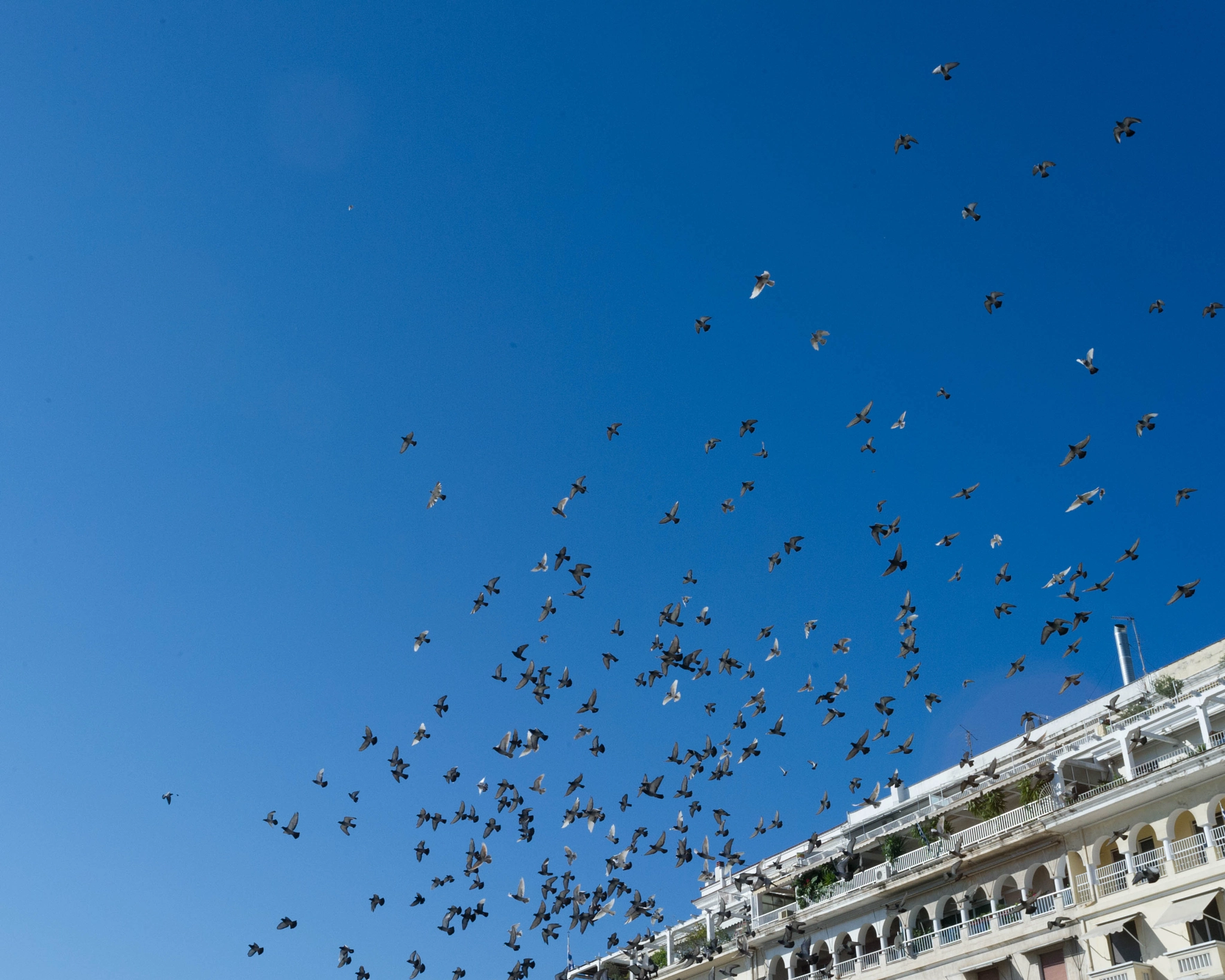 Nikon AF-S Nikkor 17-35mm F2.8D ED-IF sample photo. The flying rat emoji photography