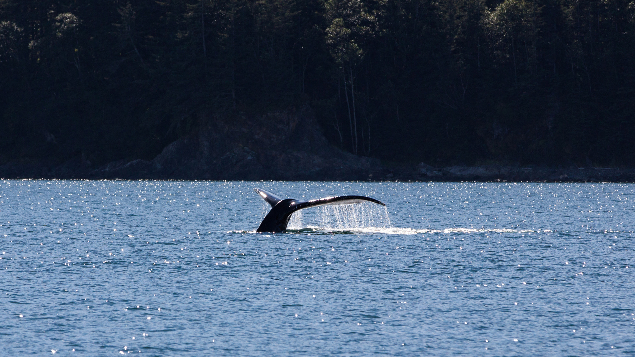 Canon EOS 50D + Canon EF 70-200mm F2.8L IS II USM sample photo. Humpback whale photography