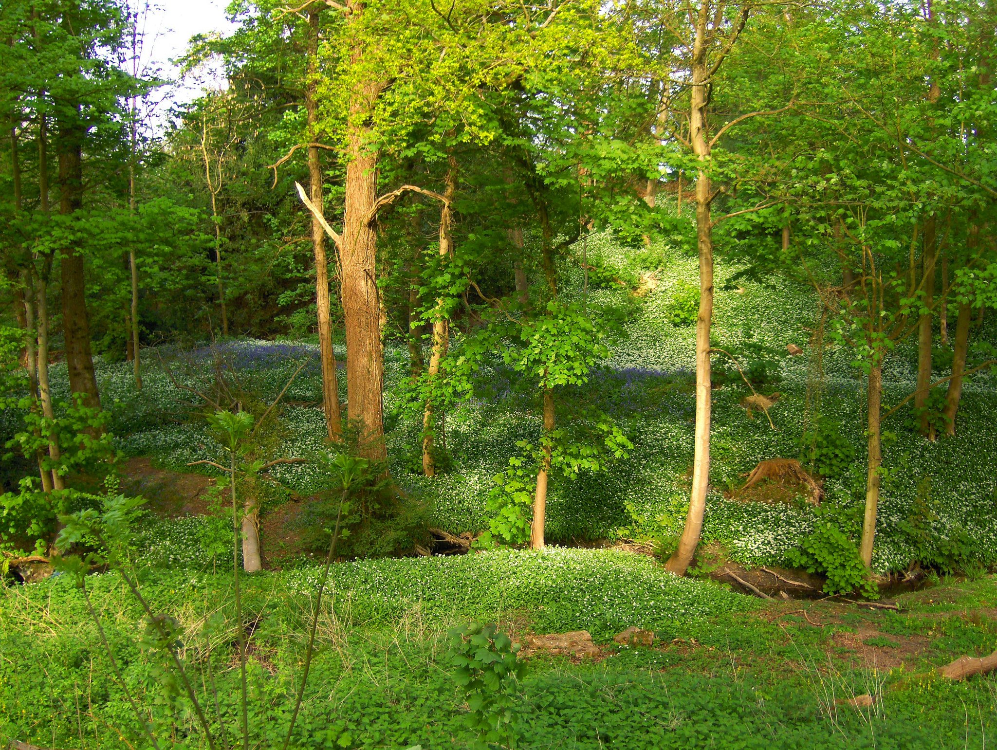HP PHOTOSMART R927  (V01.00) sample photo. Woodland dell by buncton chapel photography