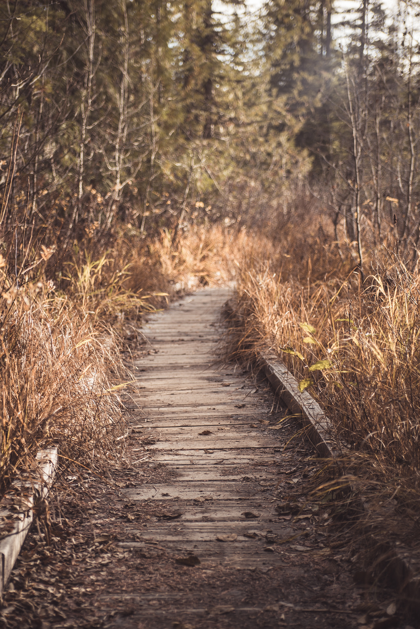 Sony a7S + Minolta AF 28-70mm F2.8 G sample photo. Overgrowth photography